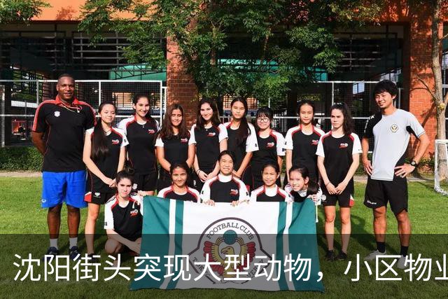 沈阳街头突现大型动物，小区物业：疑似野猪，应该还路过了很多小区，多方正寻找处置